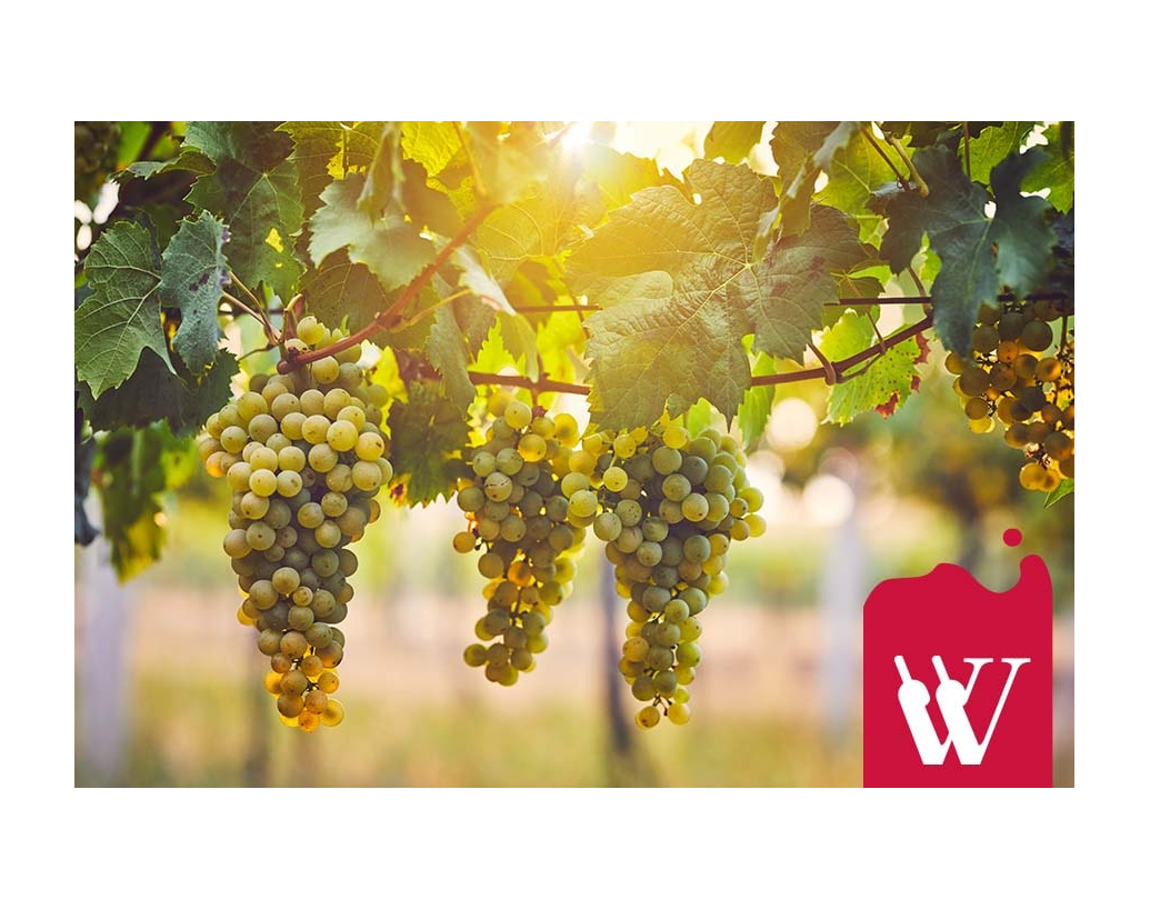 Wino o wielu nazwach i wielu twarzach - Pinot Gris